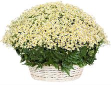 Цветочная композиция из Ромашки в корзине #REPLACE_PRED# Супонево